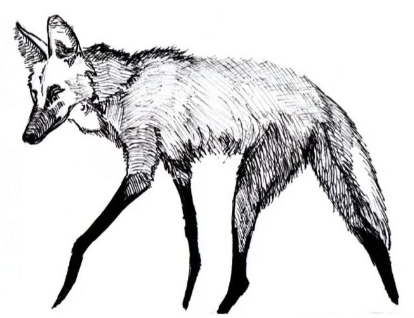 Lobo-guará - Arte Original Digitalizada